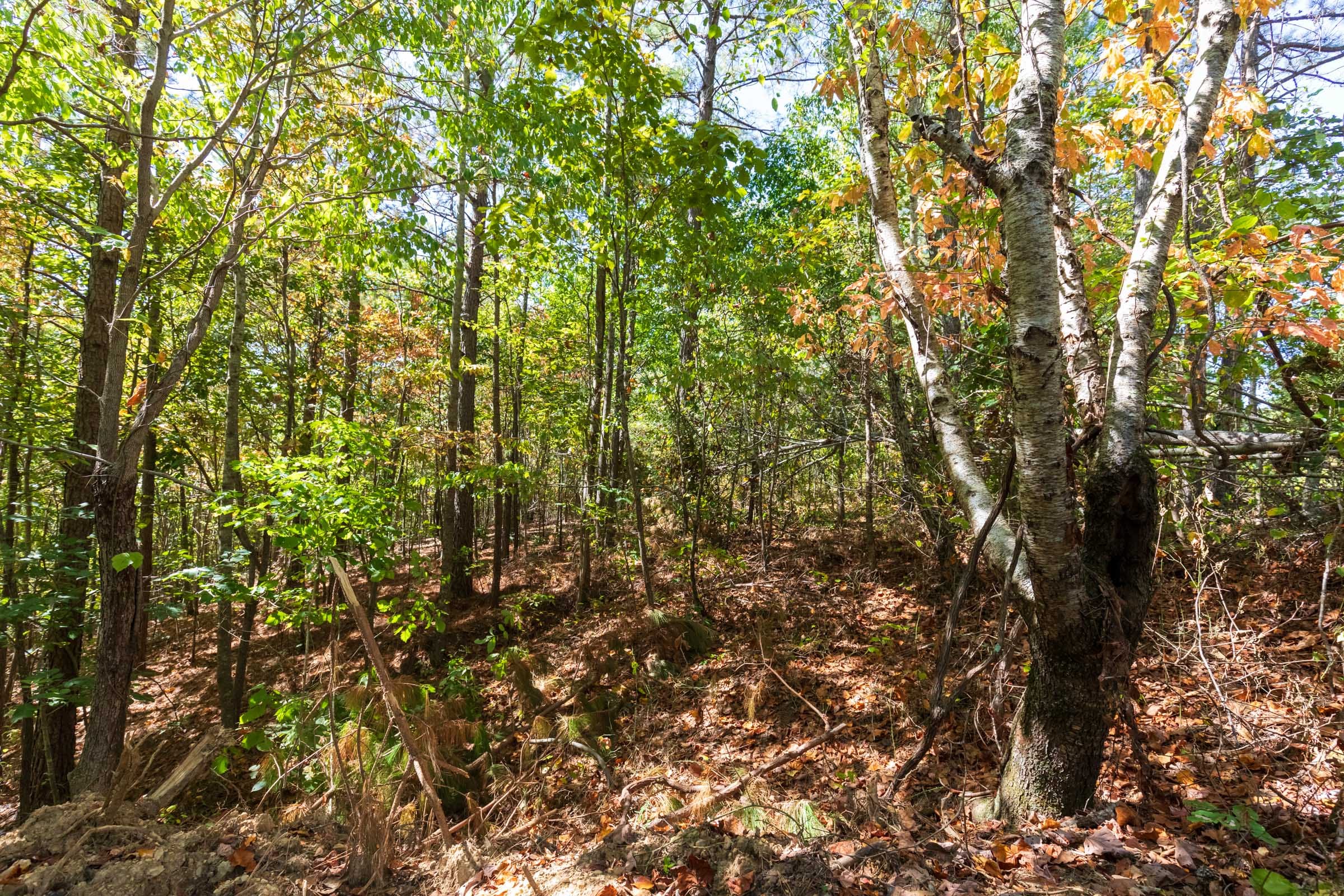 Bear Brook Tract 5 photo 3