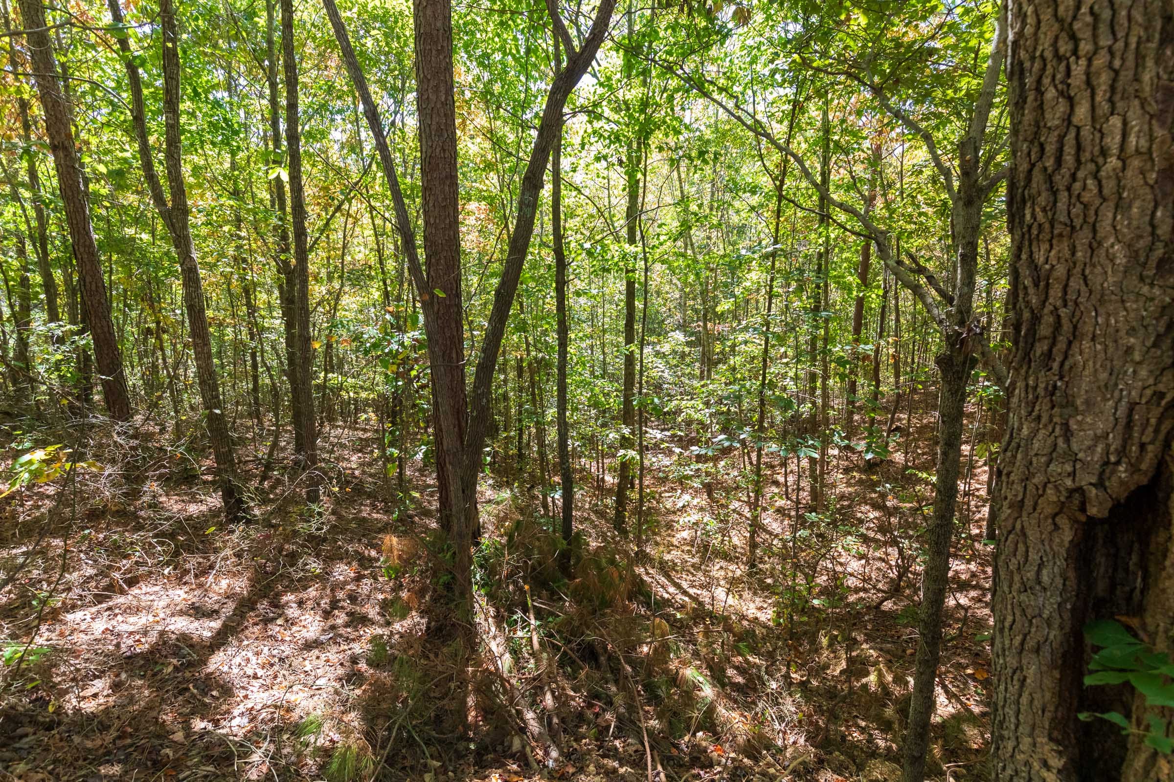 Bear Brook Tract 5 photo 5