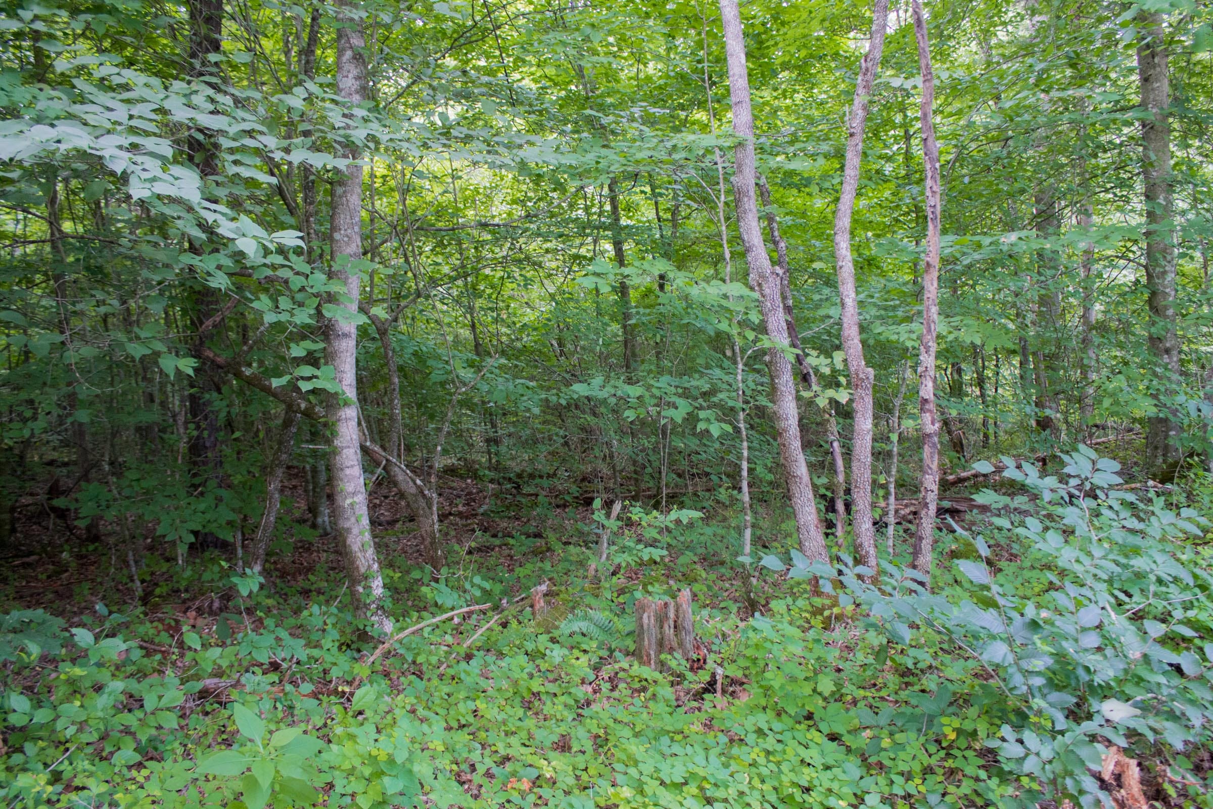 Bluewater Ridge Tract 2 photo 6