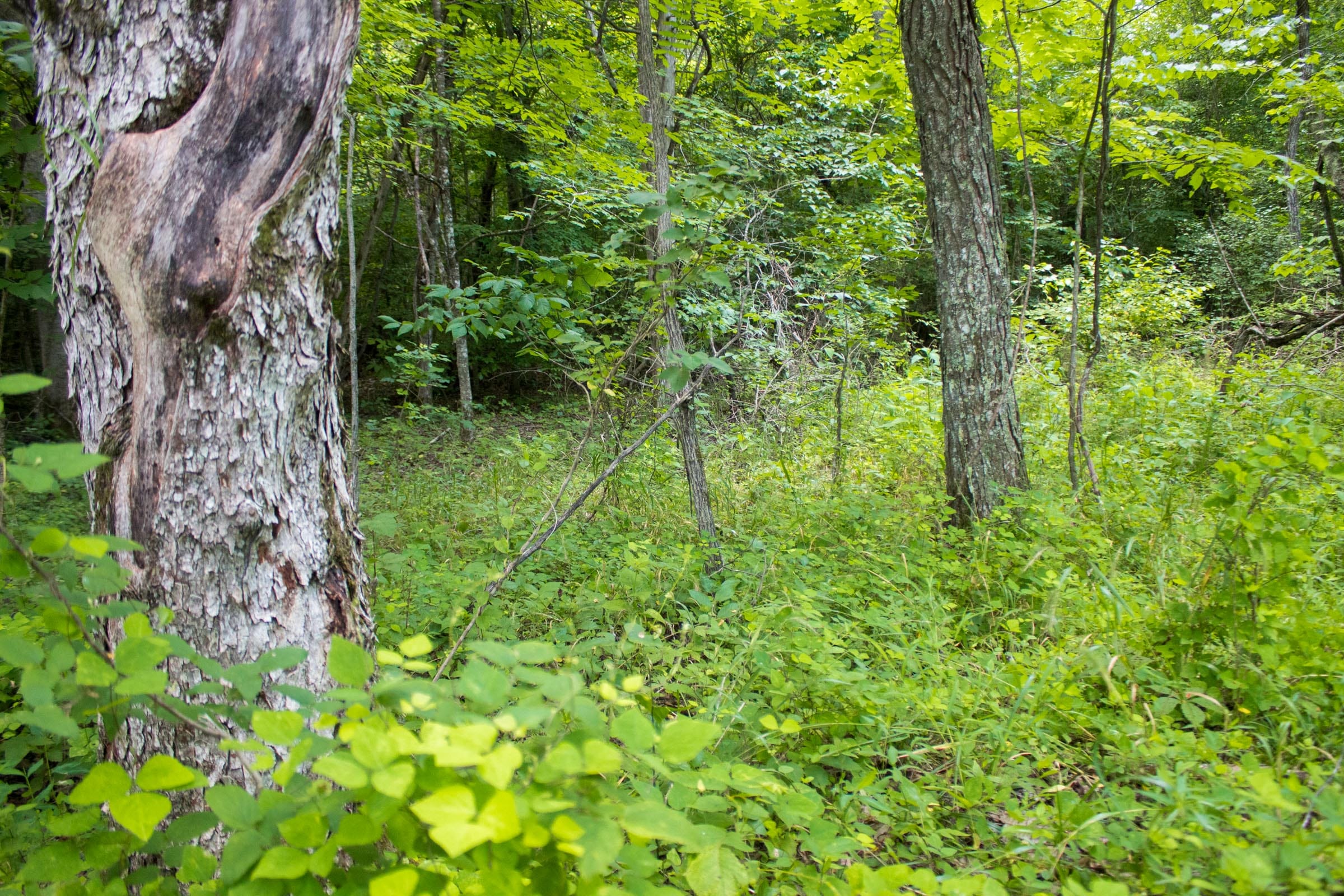 Bluewater Ridge Tract 2 photo 8