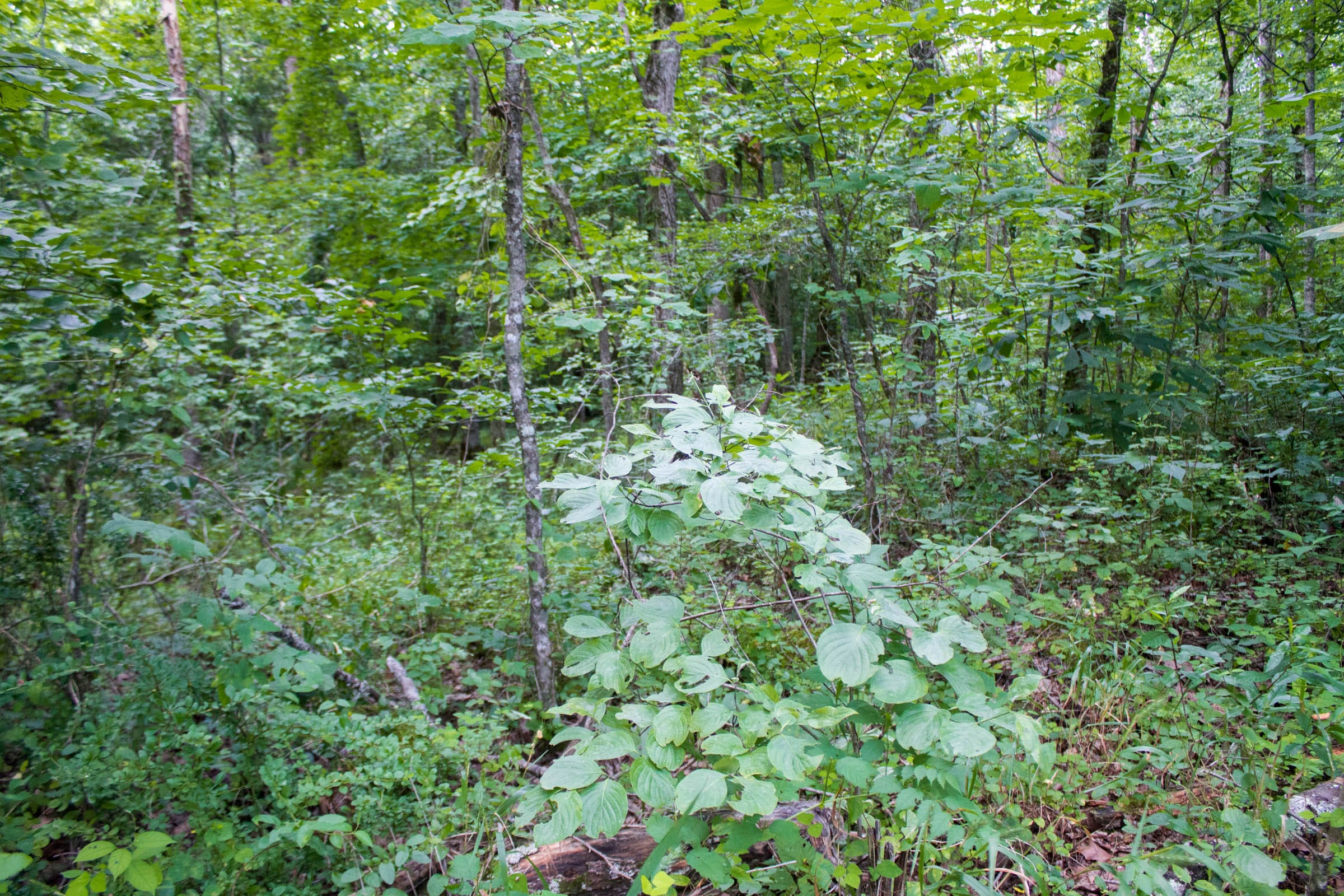 Bluewater Ridge Tract 2 photo 11