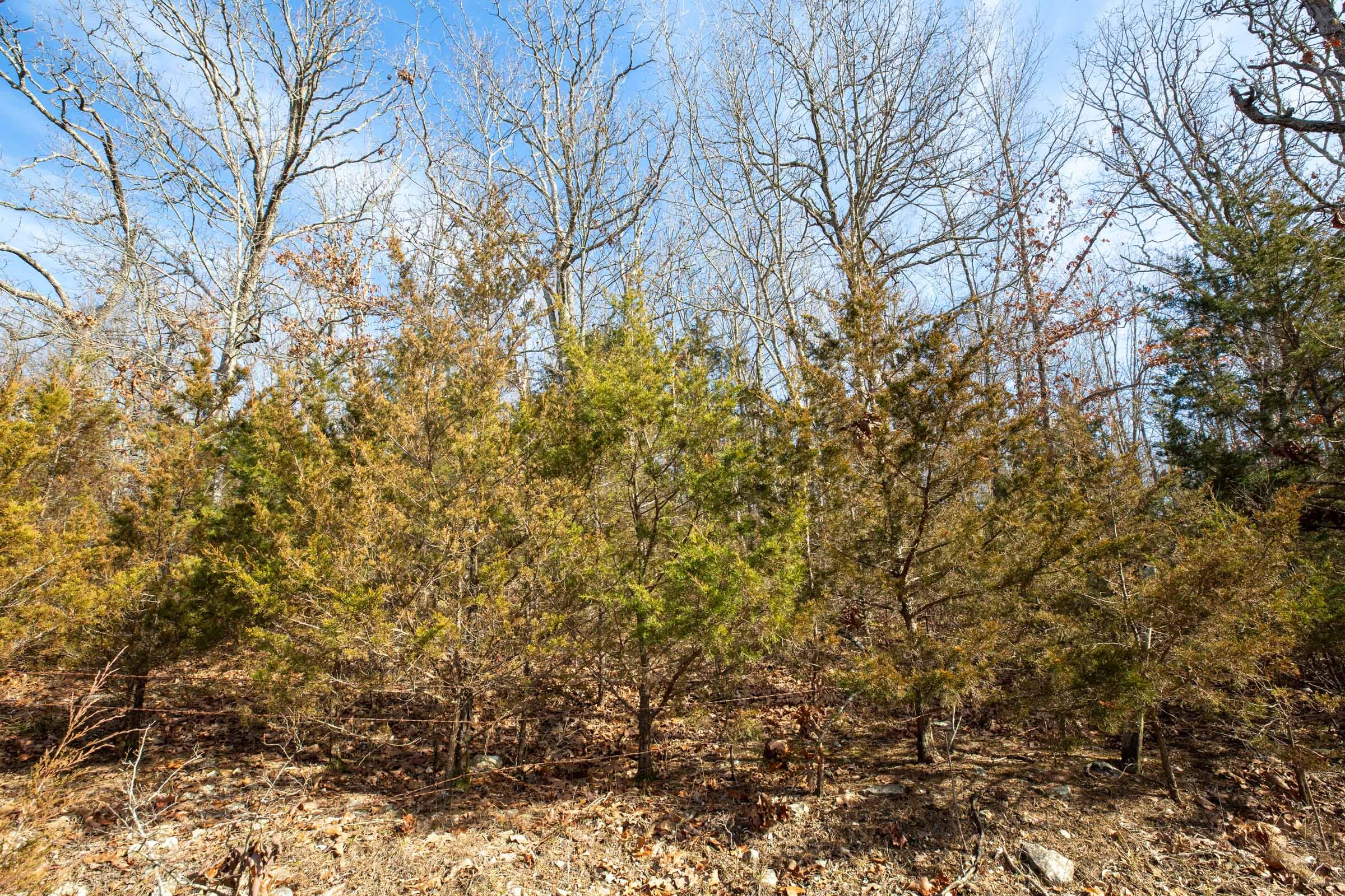 Forest Hill Tract 13 photo 3