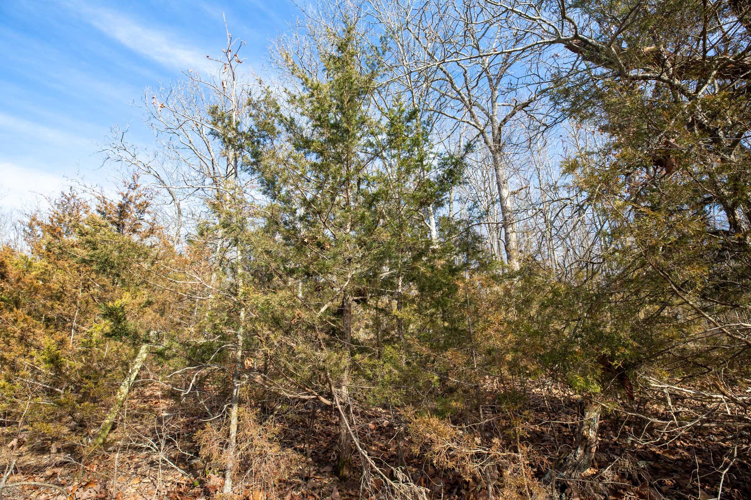 Forest Hill Tract 13 photo 2