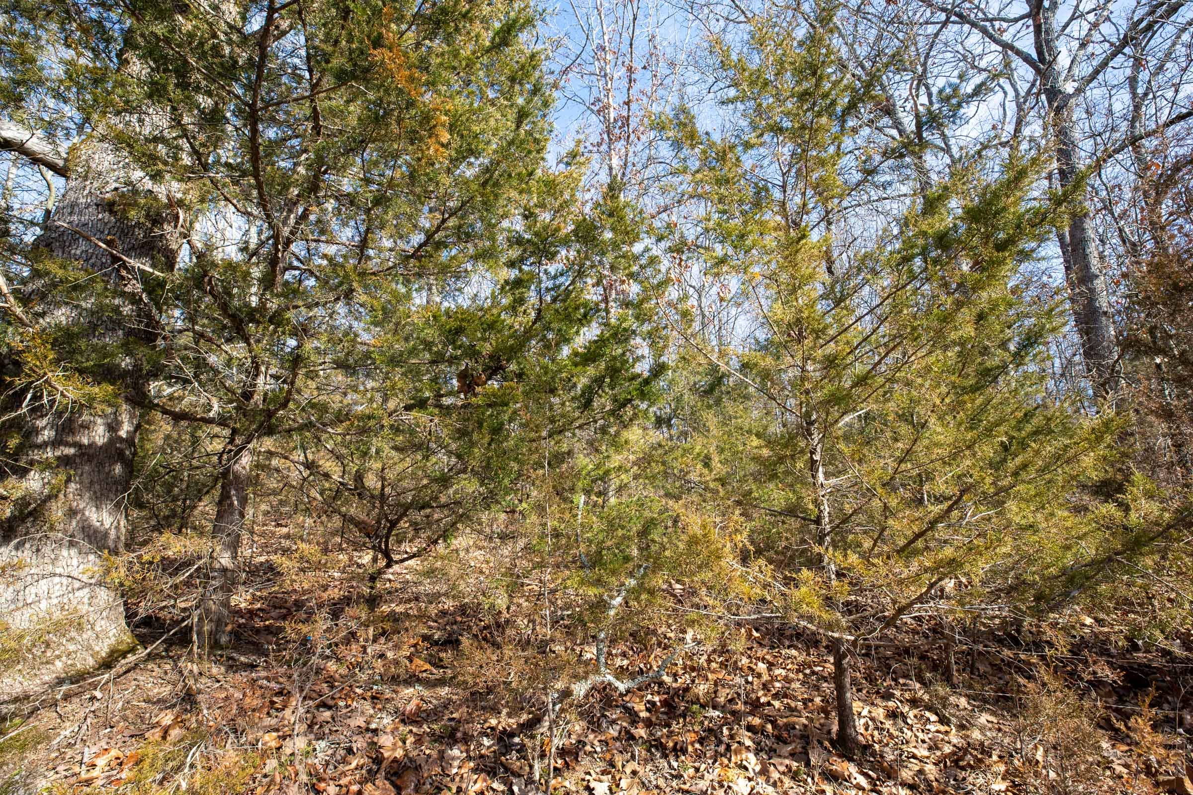 Forest Hill Tract 13 photo 4