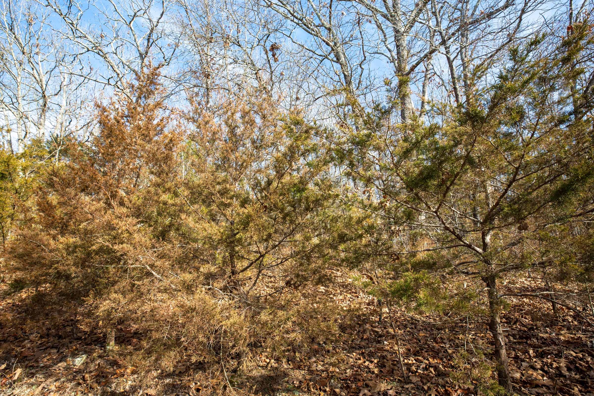 Forest Hill Tract 13 photo 5