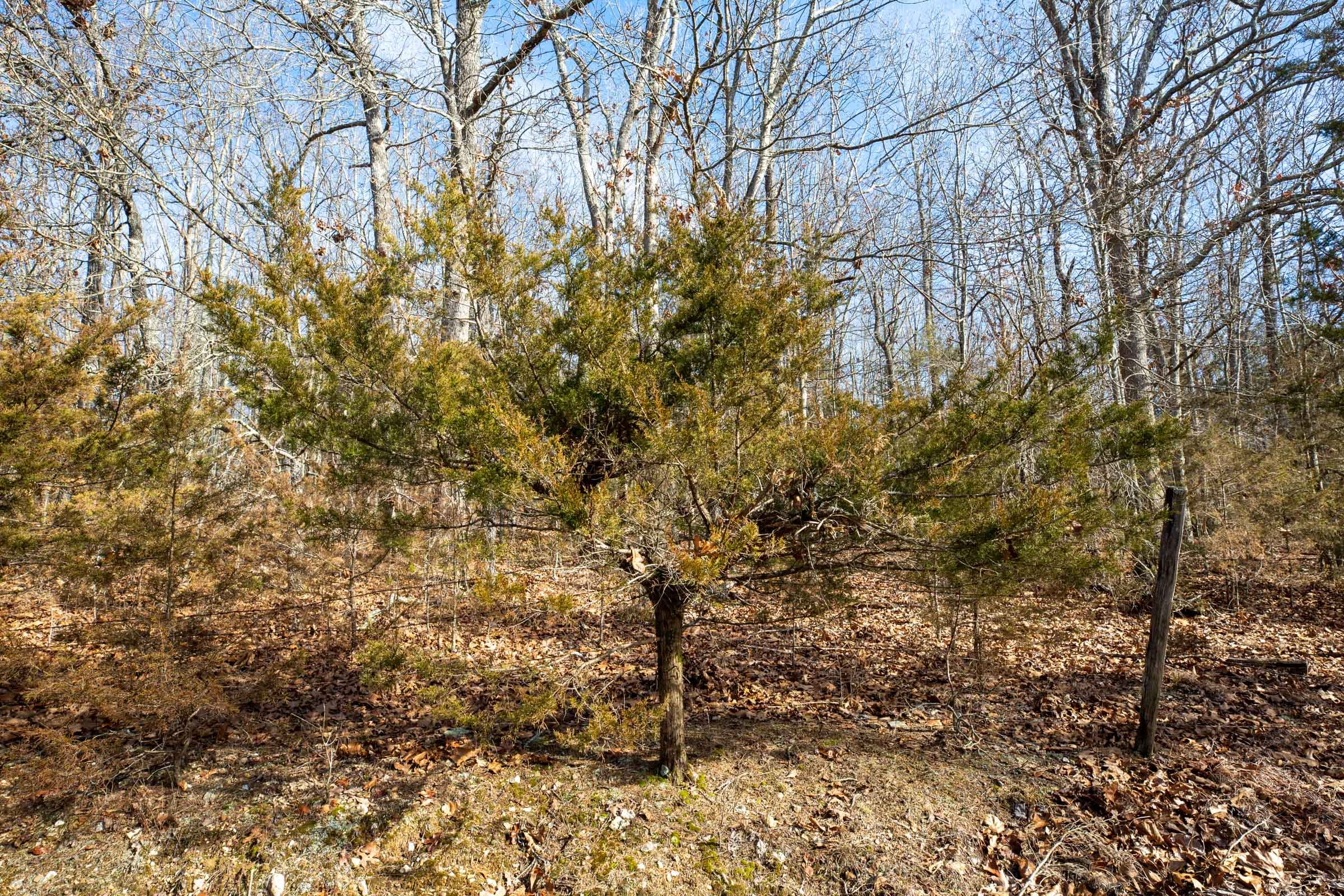 Forest Hill Tract 13 photo 6