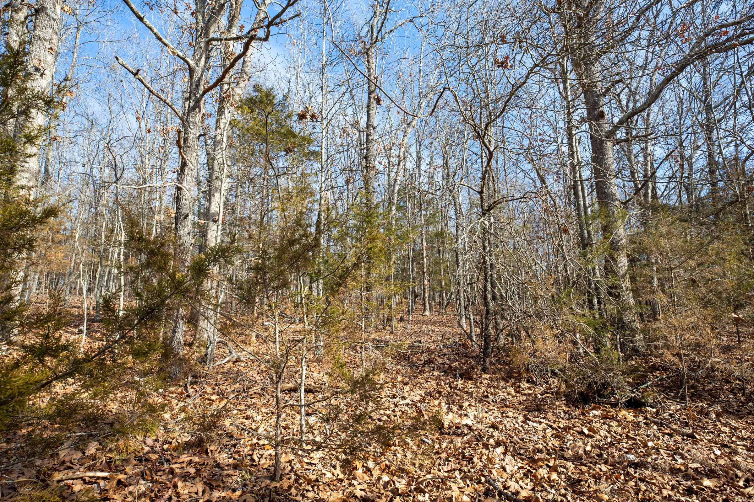 Forest Hill Tract 13 photo 8
