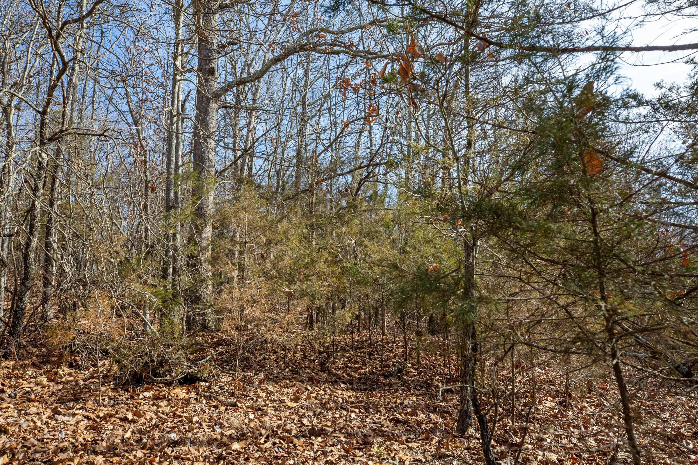 Forest Hill Tract 13 photo 10