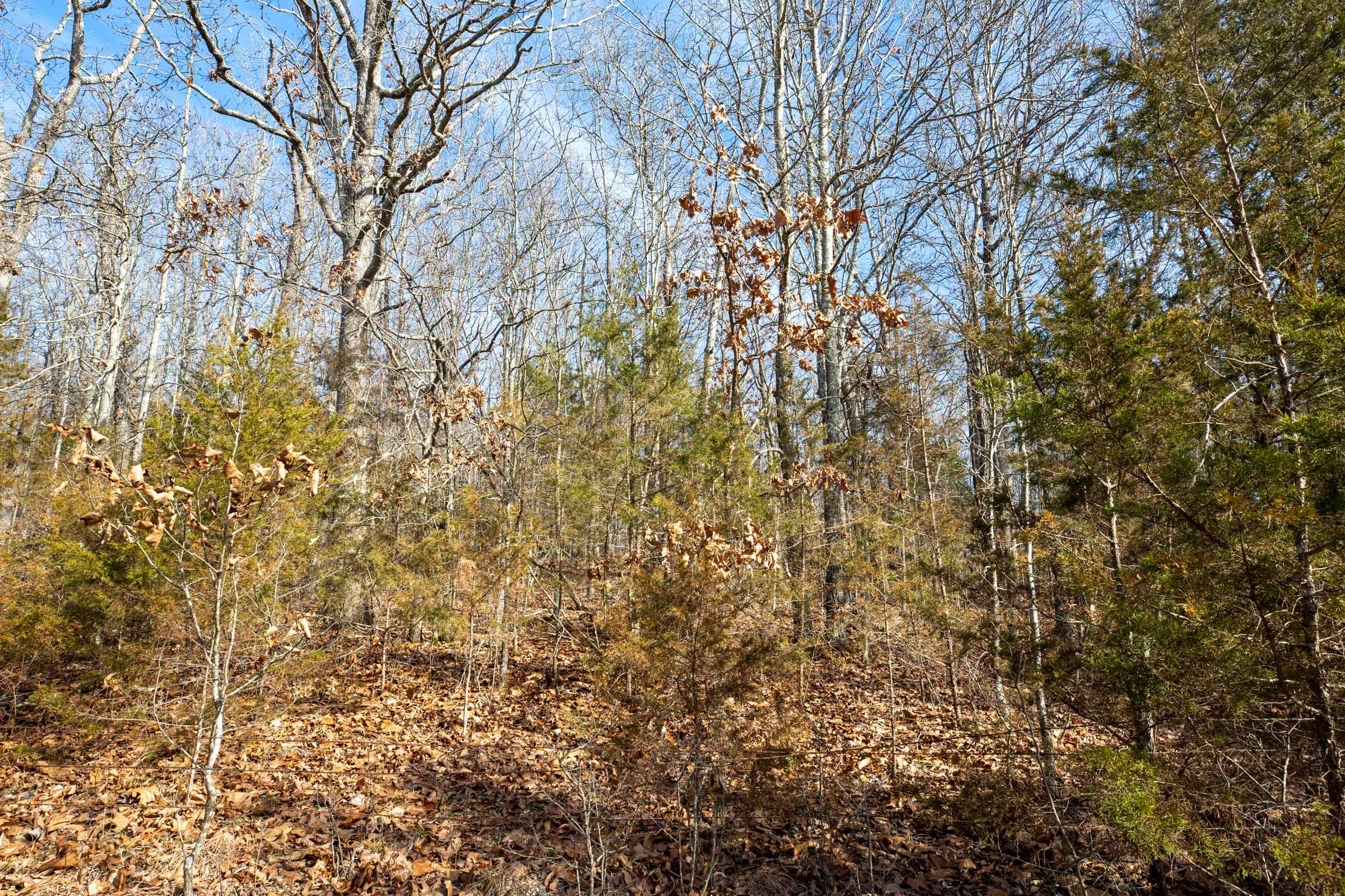 Forest Hill Tract 13 photo 11