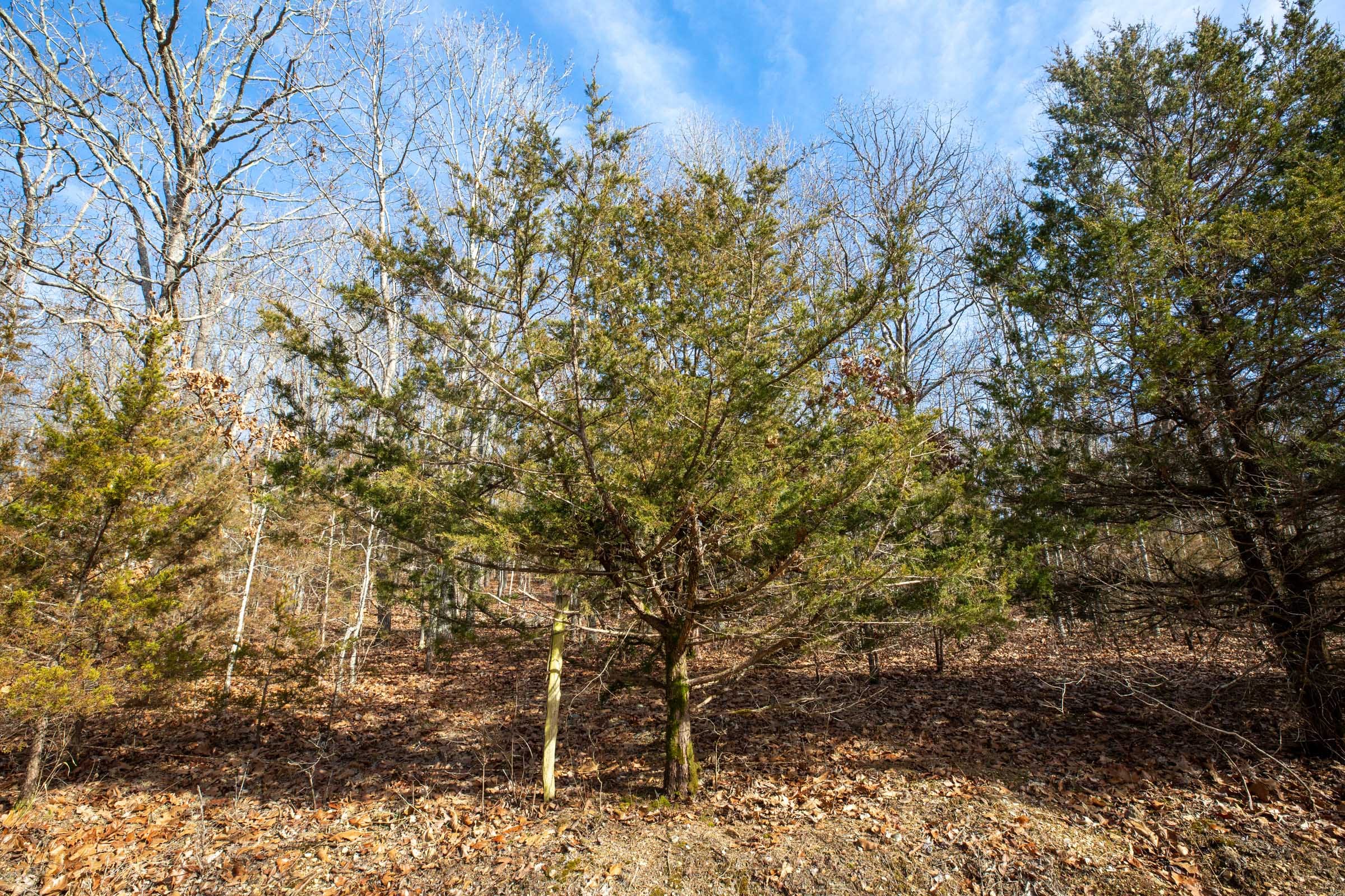 Forest Hill Tract 13 photo 9