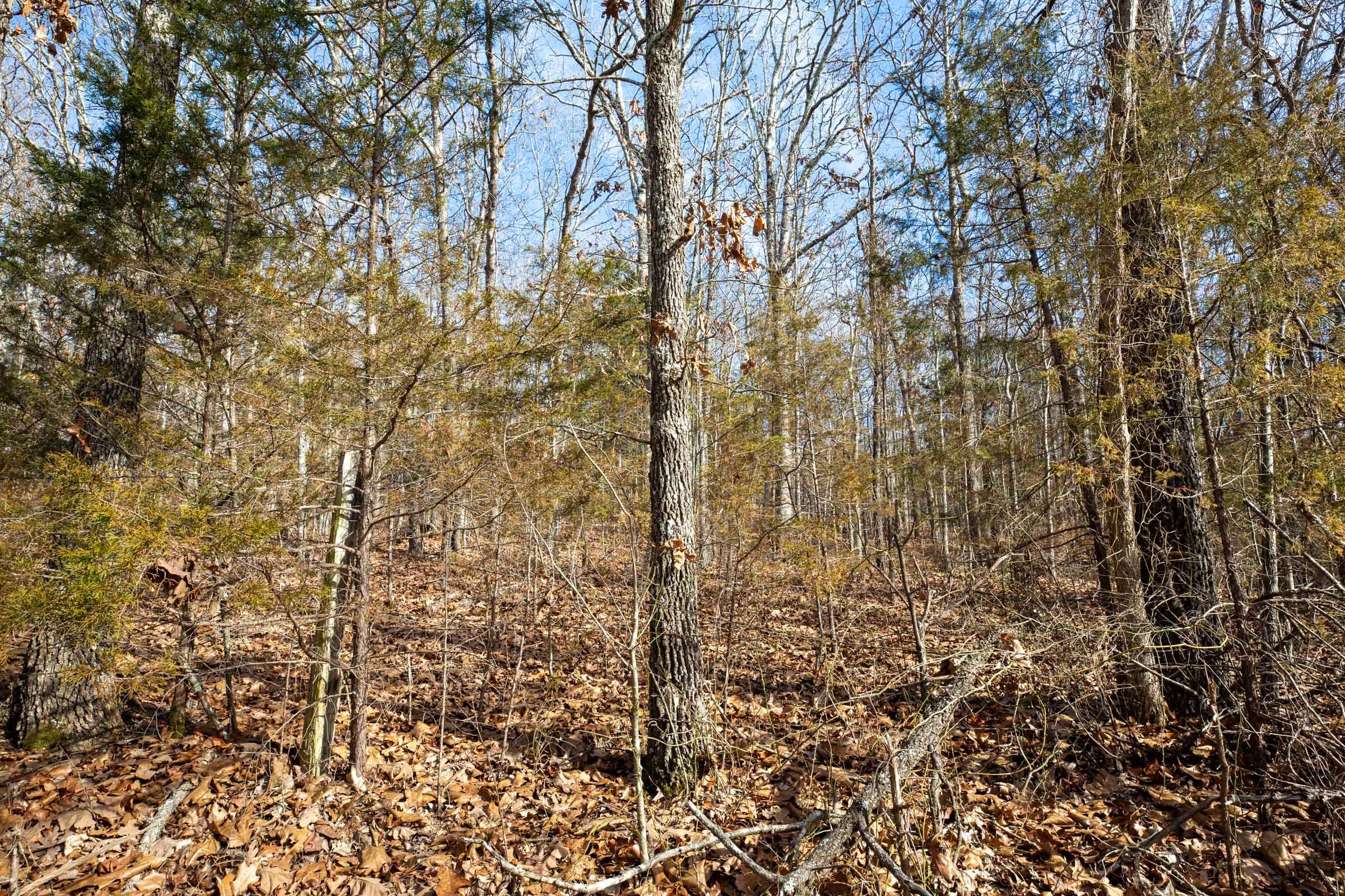 Forest Hill Tract 13 photo 12