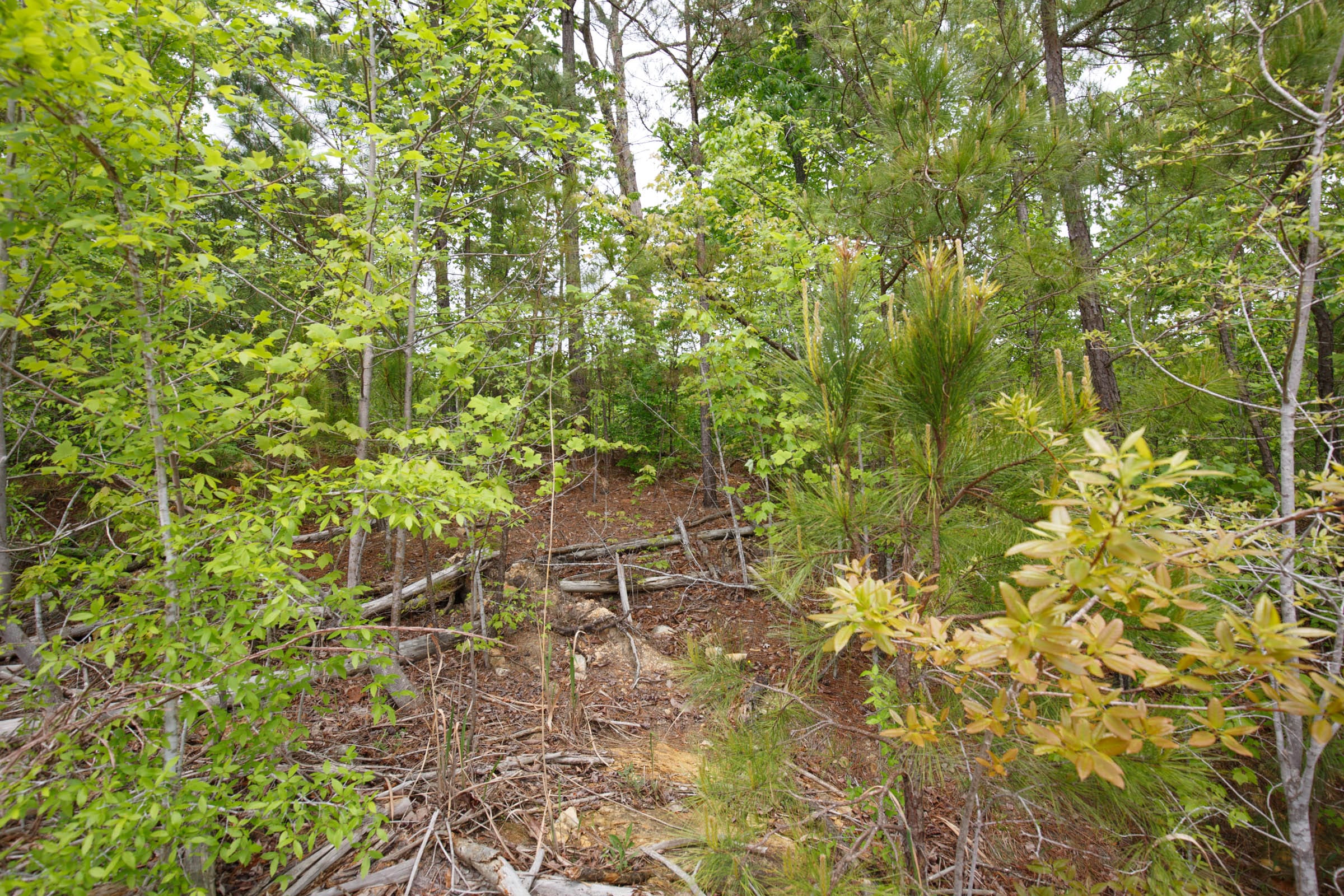 Red Barn Ranch Tract 11 photo 2