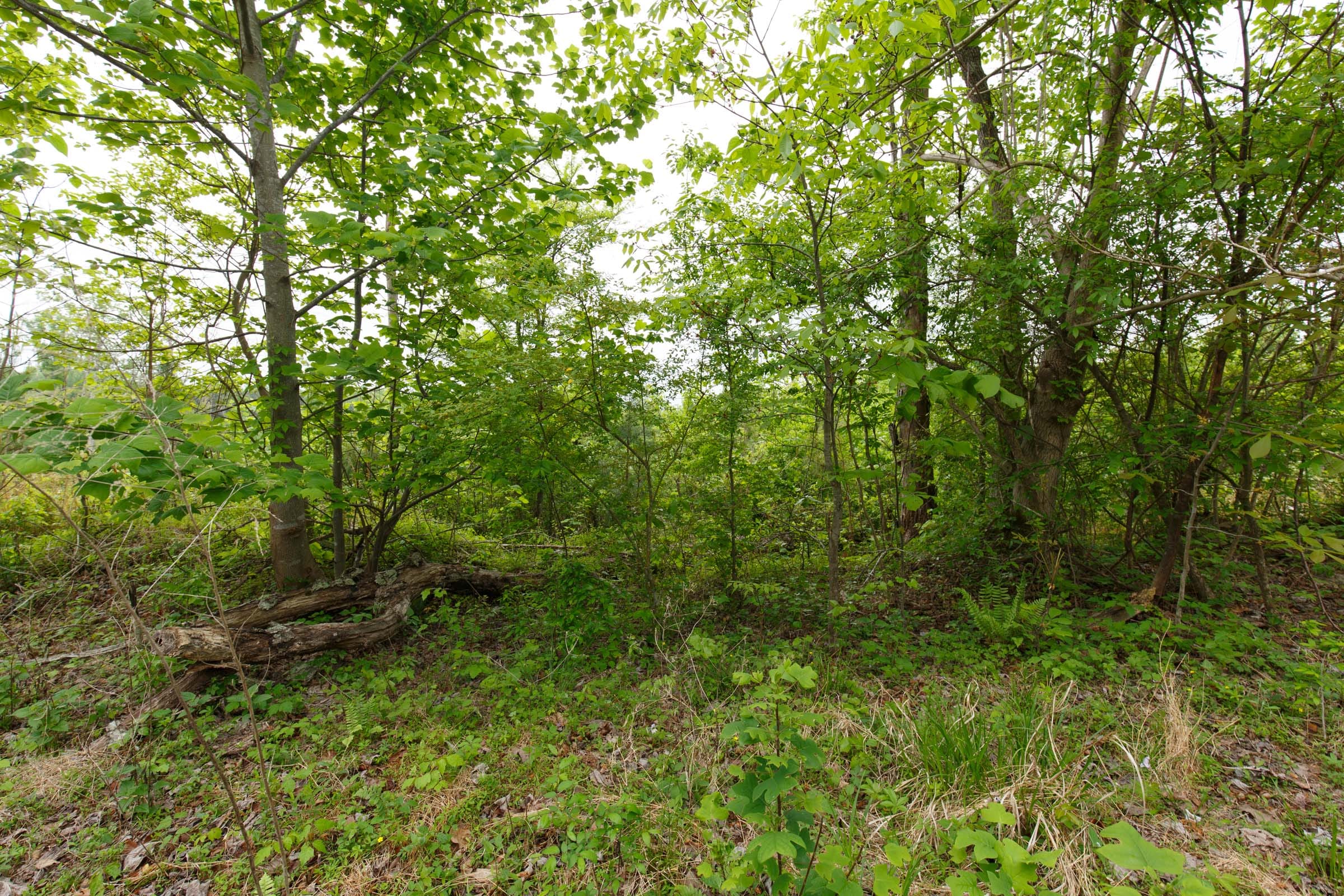 Red Barn Ranch Tract 11 photo 4