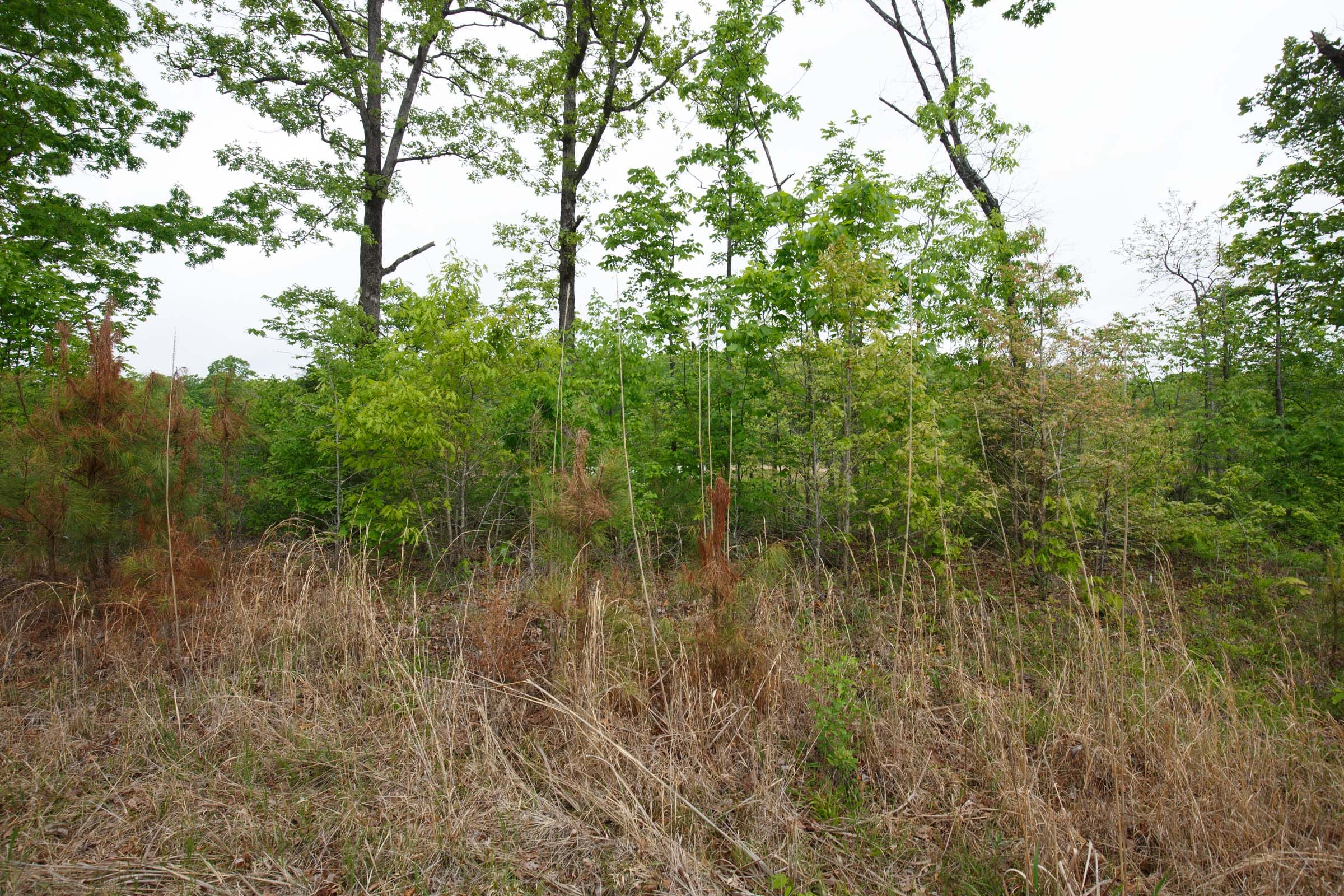 Red Barn Ranch Tract 11 photo 6