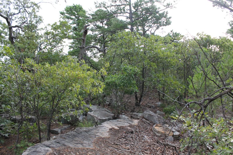 Trophy Ridge Phase III Tract 26 photo 4
