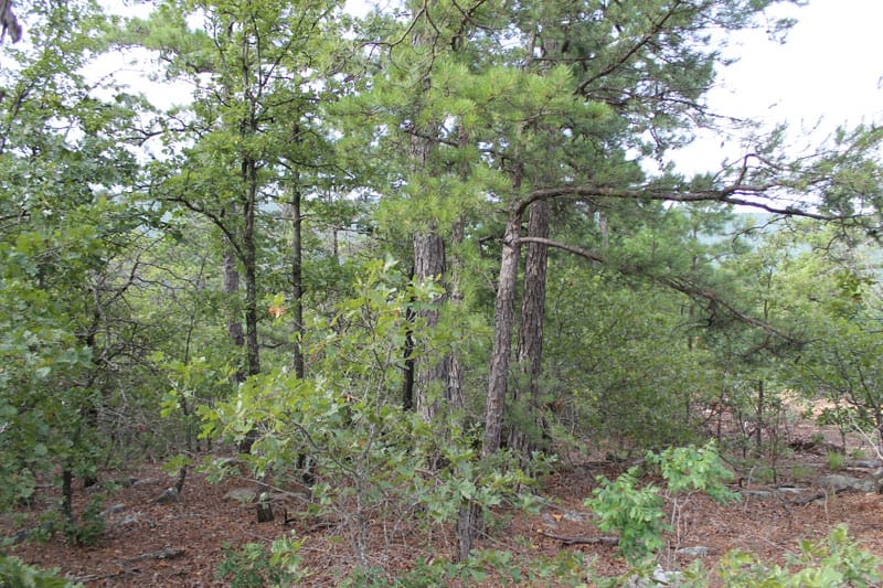 Trophy Ridge Phase III Tract 26 photo 5