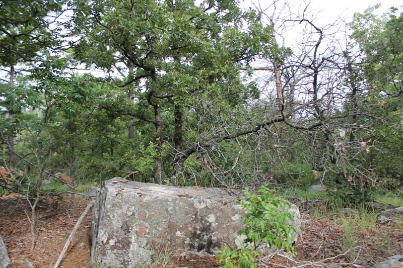 Trophy Ridge Phase III Tract 26 photo 6