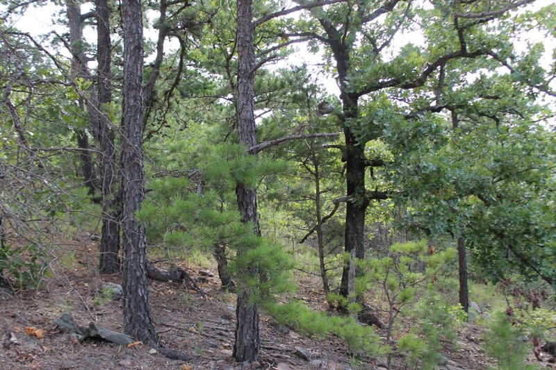 Trophy Ridge Phase III Tract 26 photo 7