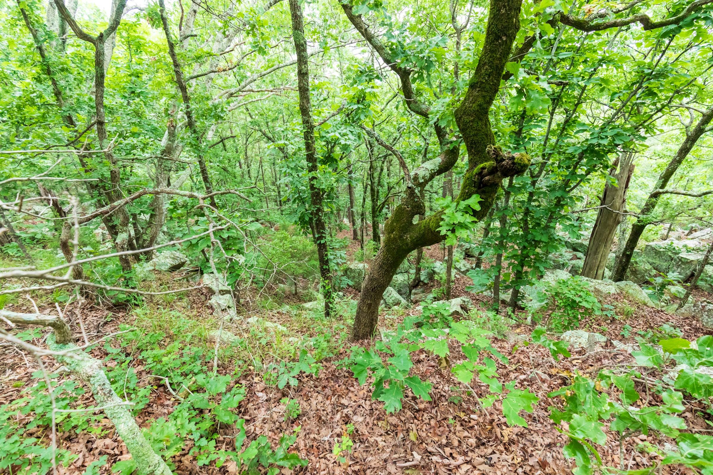 Stone Bridge Phase VI Tract 440 photo 5