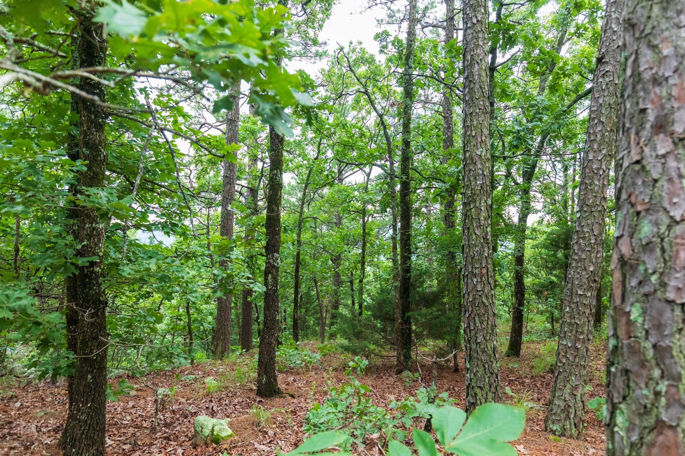Stone Bridge Phase VI Tract 440 photo 10