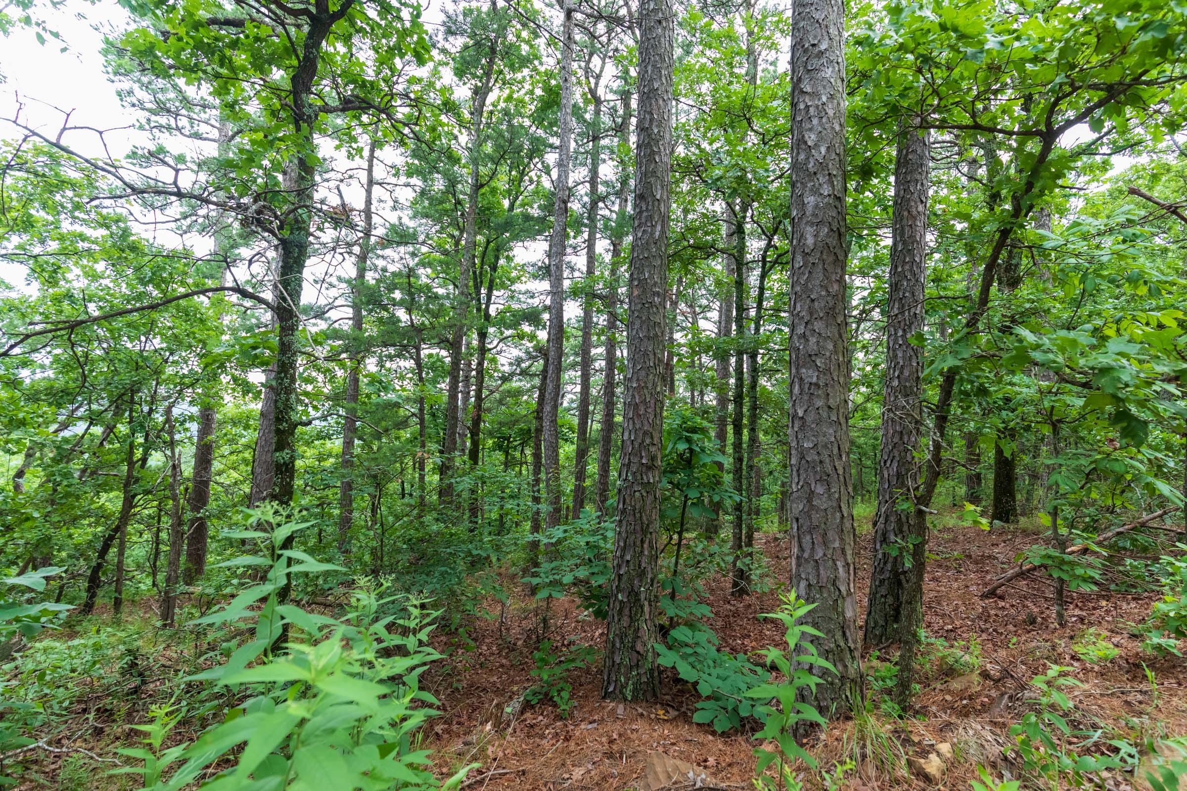 Stone Bridge Phase VI Tract 440 photo 8