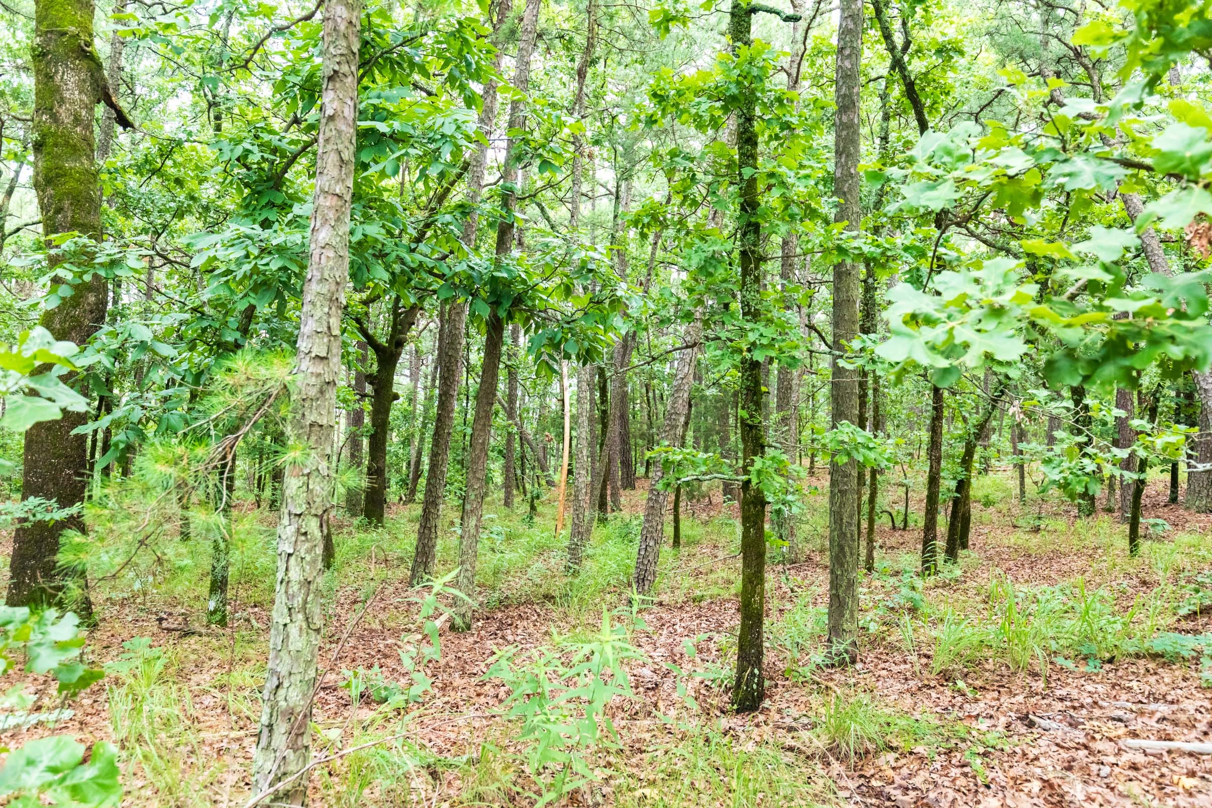 Stone Bridge Phase VI Tract 440 photo 13