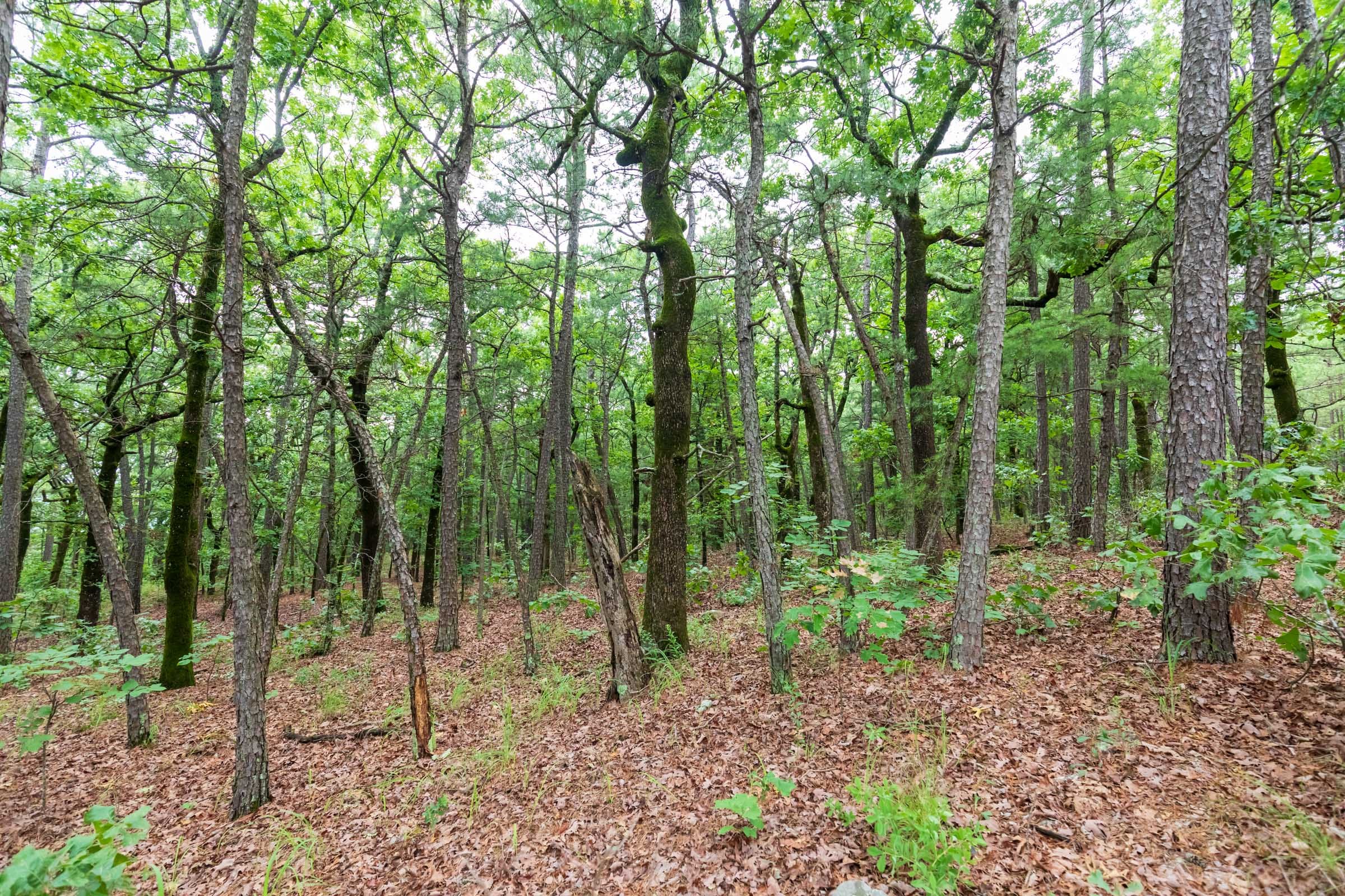 Stone Bridge Phase VI Tract 440 photo 16