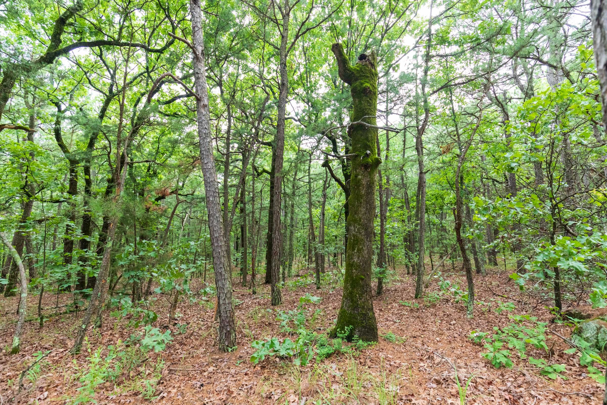 Stone Bridge Phase VI Tract 440 photo 19