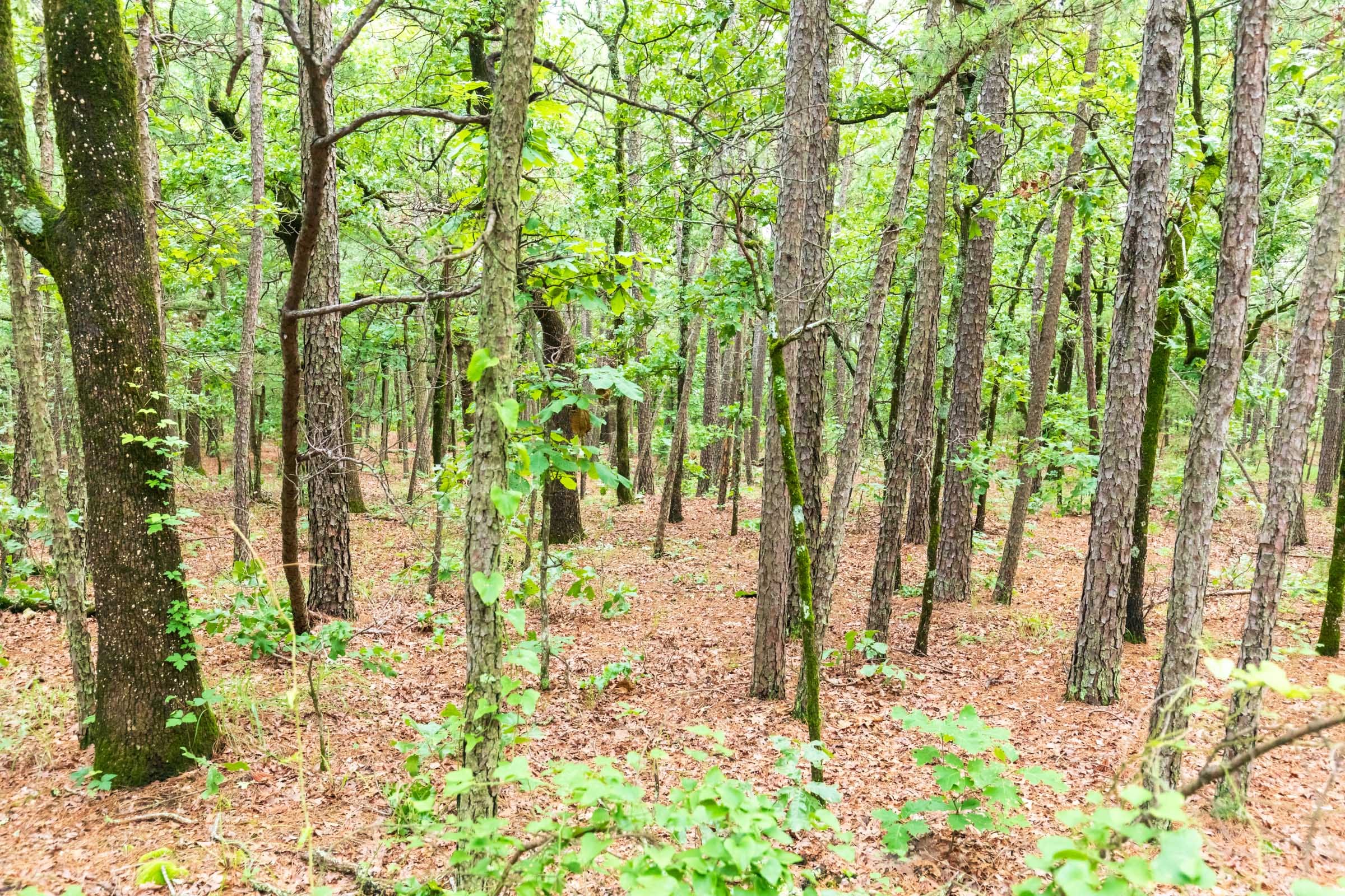 Stone Bridge Phase VI Tract 440 photo 14