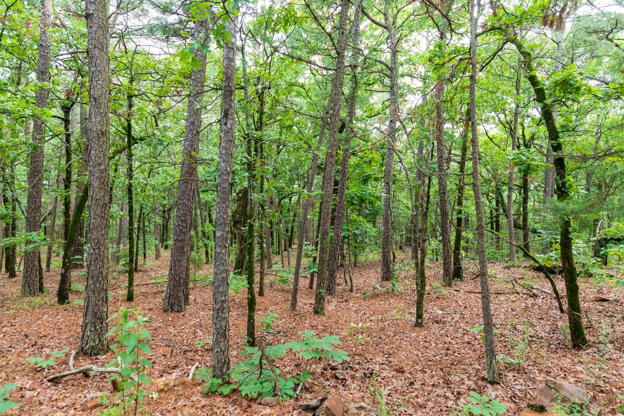 Stone Bridge Phase VI Tract 440 photo 17