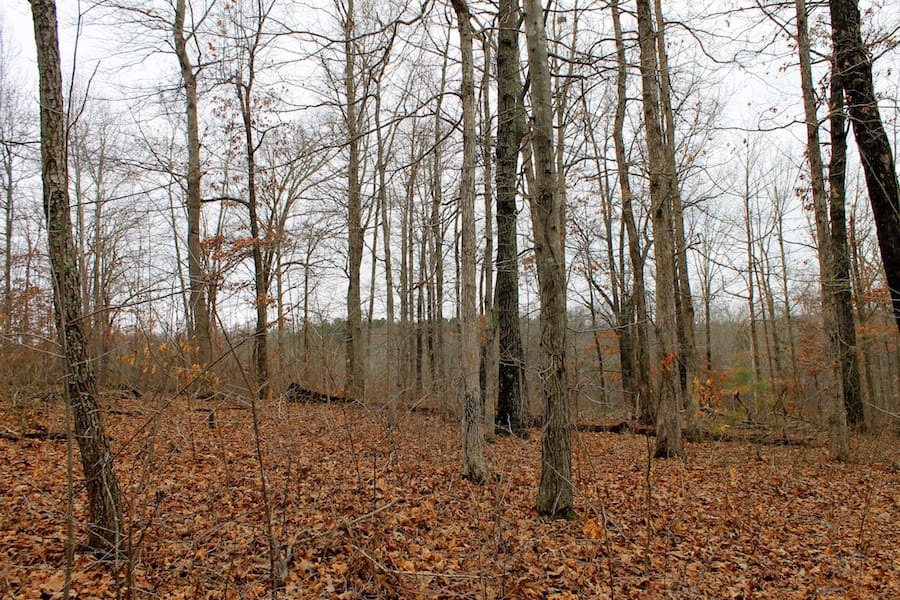 The Tennessean Tract 22 photo 4