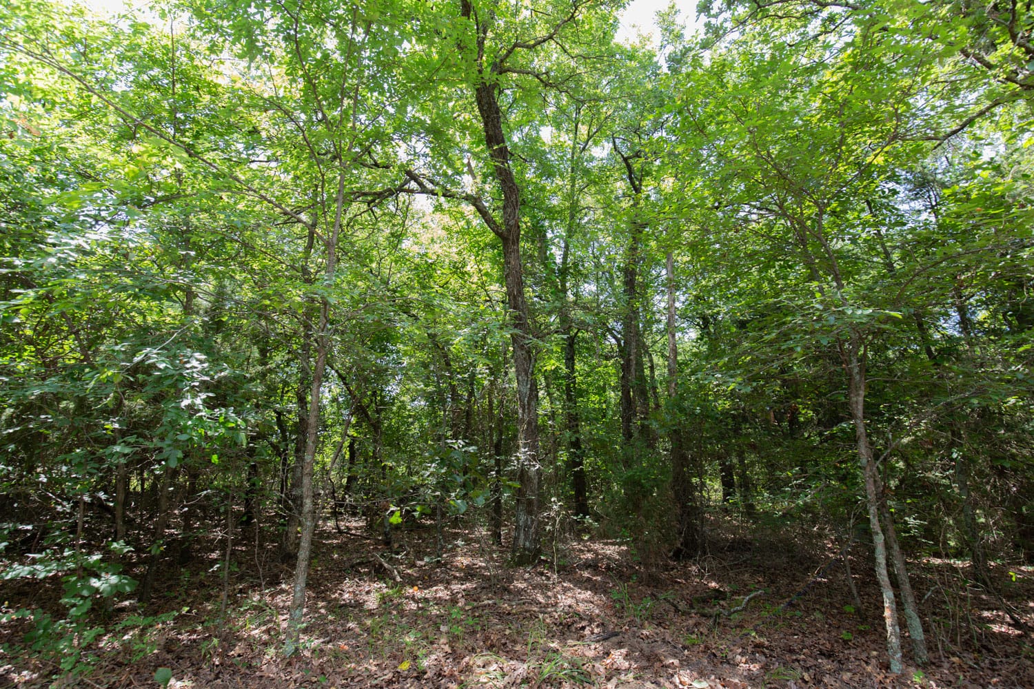 Timber Ridge Tract 45 photo 1