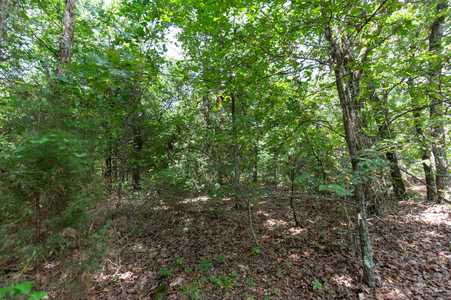 Timber Ridge Tract 45 photo 2