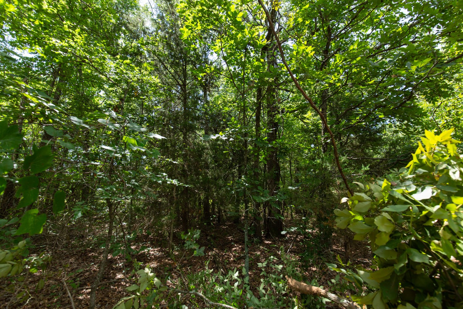 Timber Ridge Tract 45 photo 3