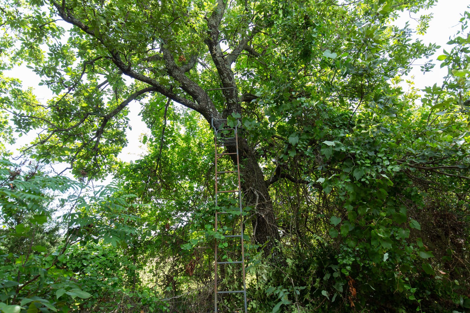 Timber Ridge Tract 45 photo 5