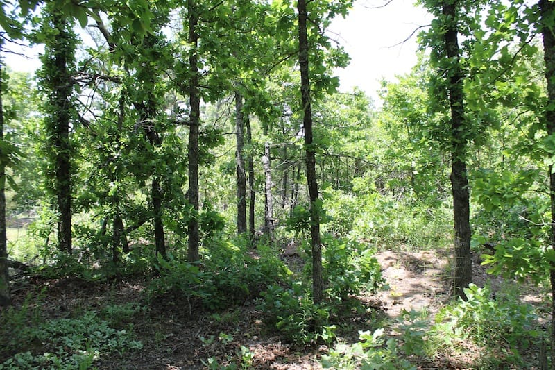 Indian Ridge – Phase II Tract 63 photo 2