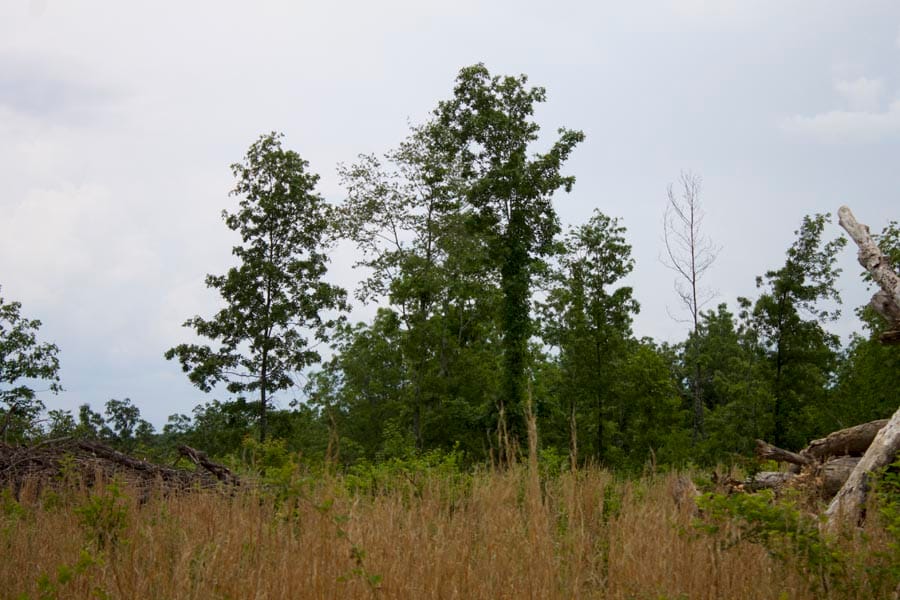 Thunder Mountain Ranch Tract 13 photo 4
