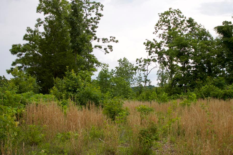 Thunder Mountain Ranch Tract 13 photo 5