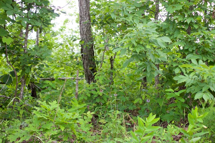 Thunder Mountain Ranch Tract 13 photo 11