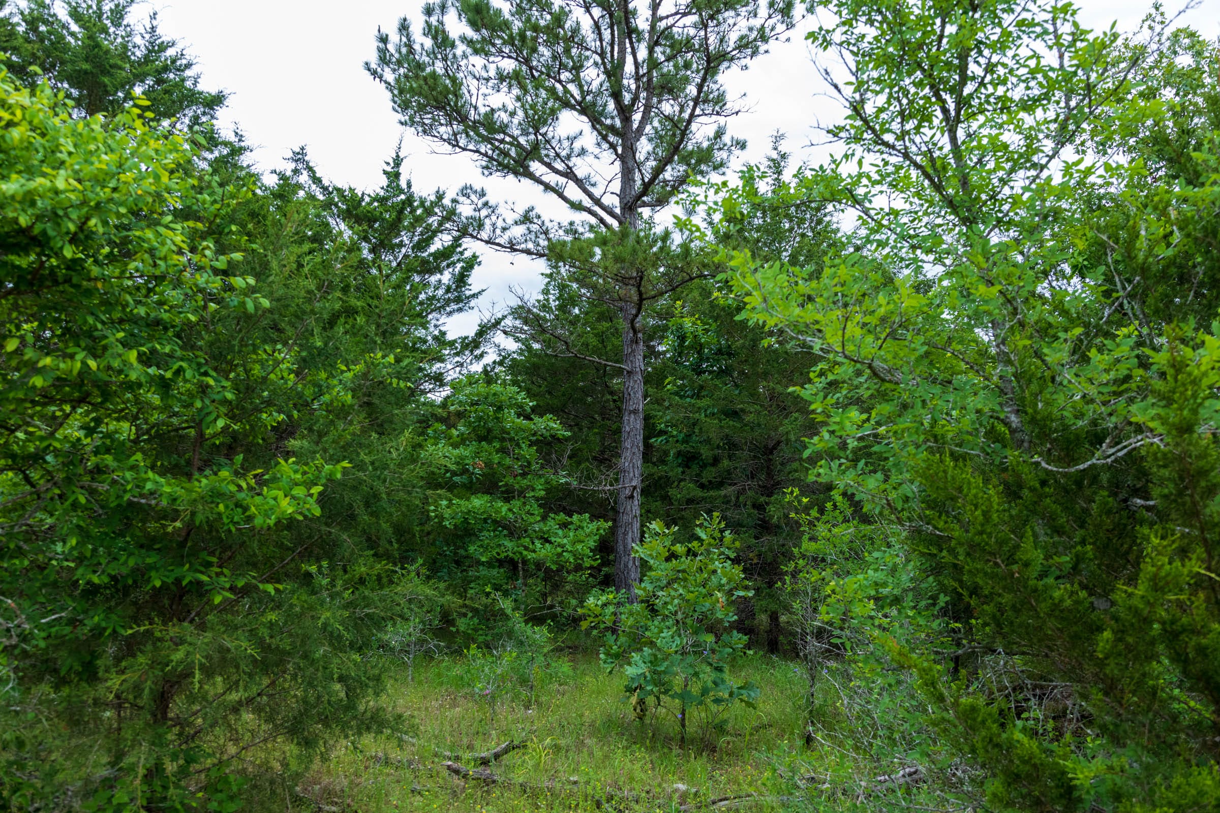 Falcon Crest Tract 16 photo 7