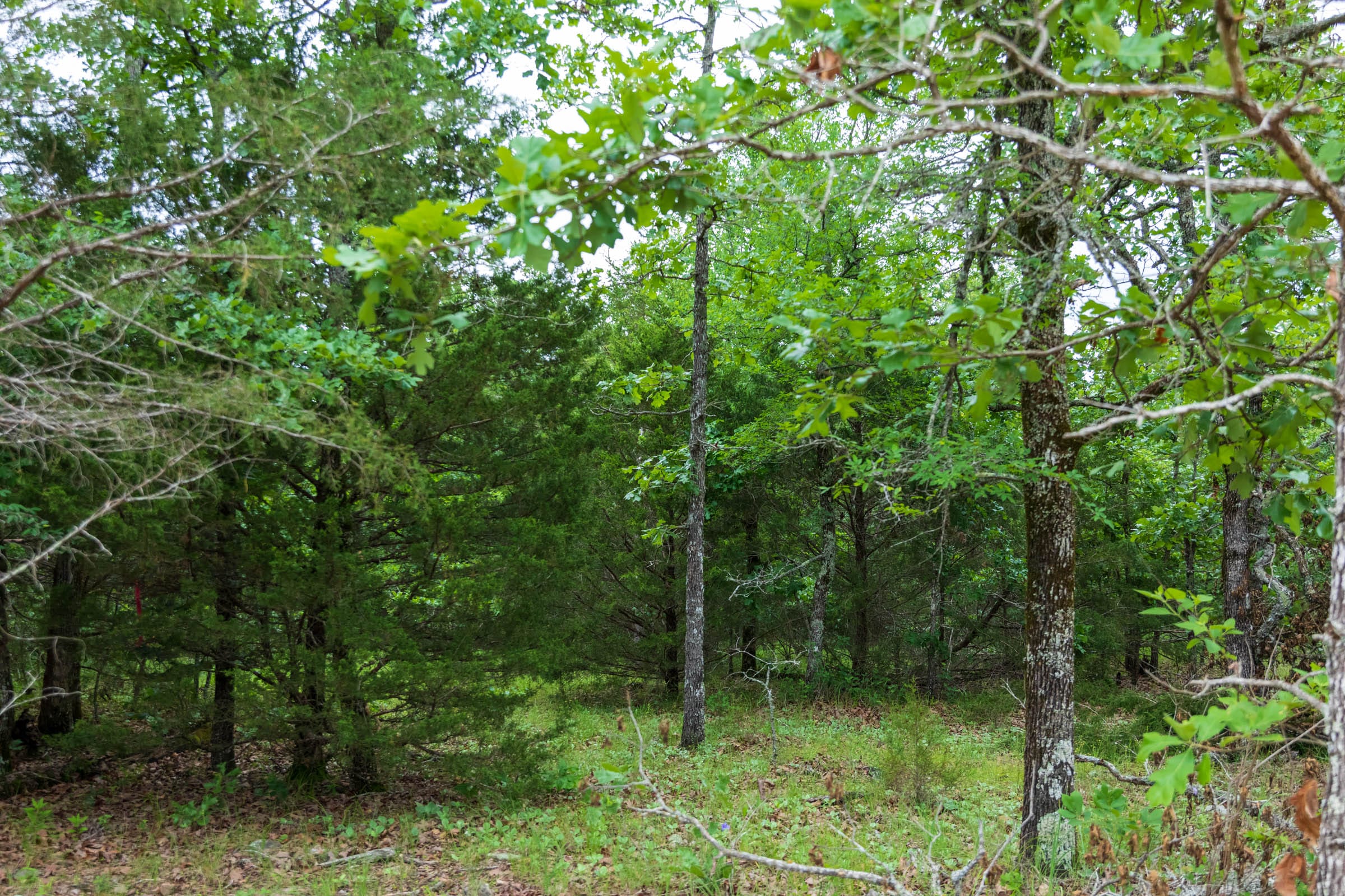 Falcon Crest Tract 16 photo 9