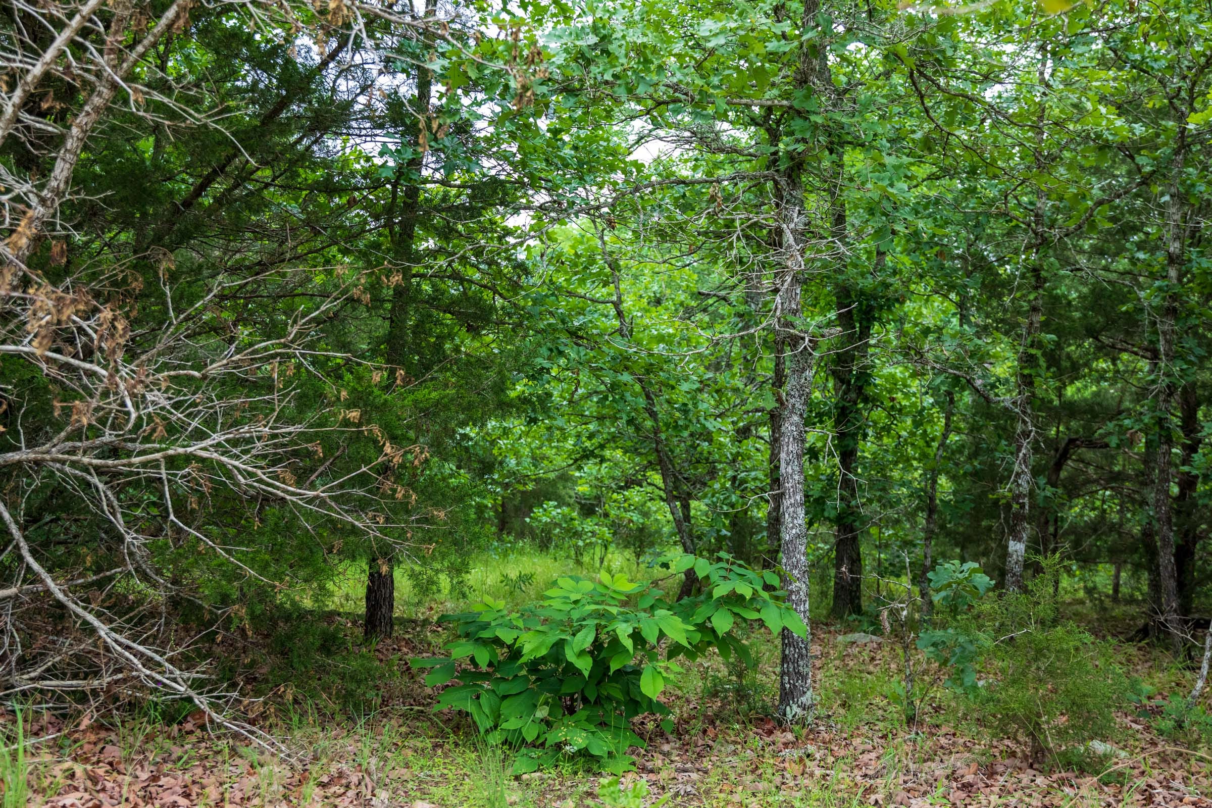 Falcon Crest Tract 16 photo 11
