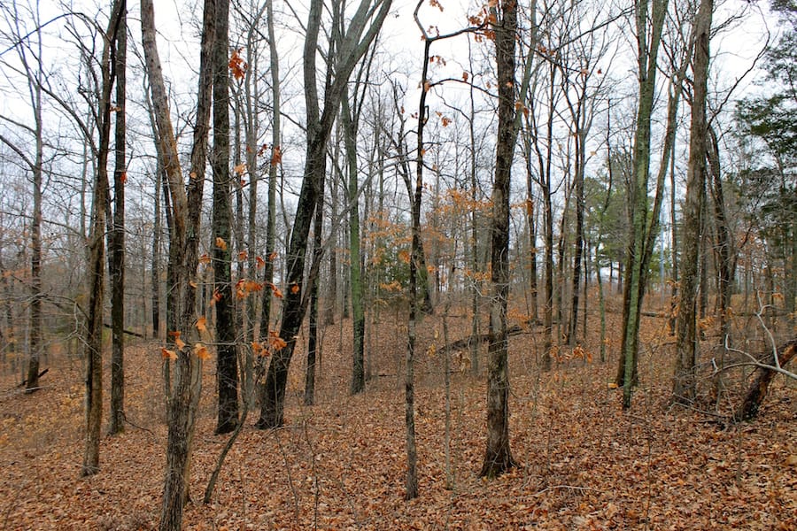 The Tennessean Tract 12 photo 10