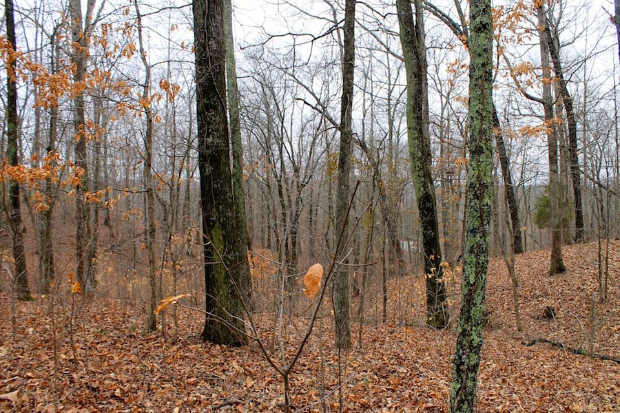 The Tennessean Tract 12 photo 13