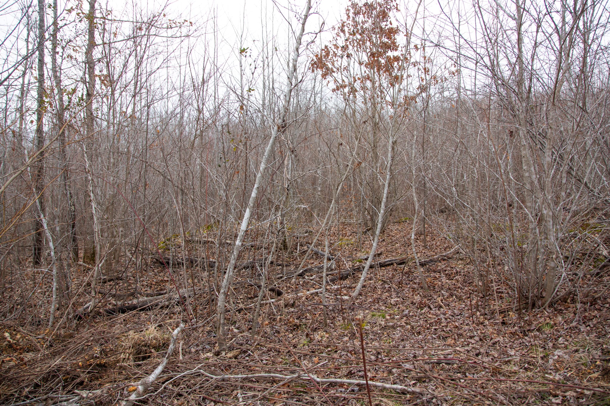 Southwind Ranch Tract 27 photo 4
