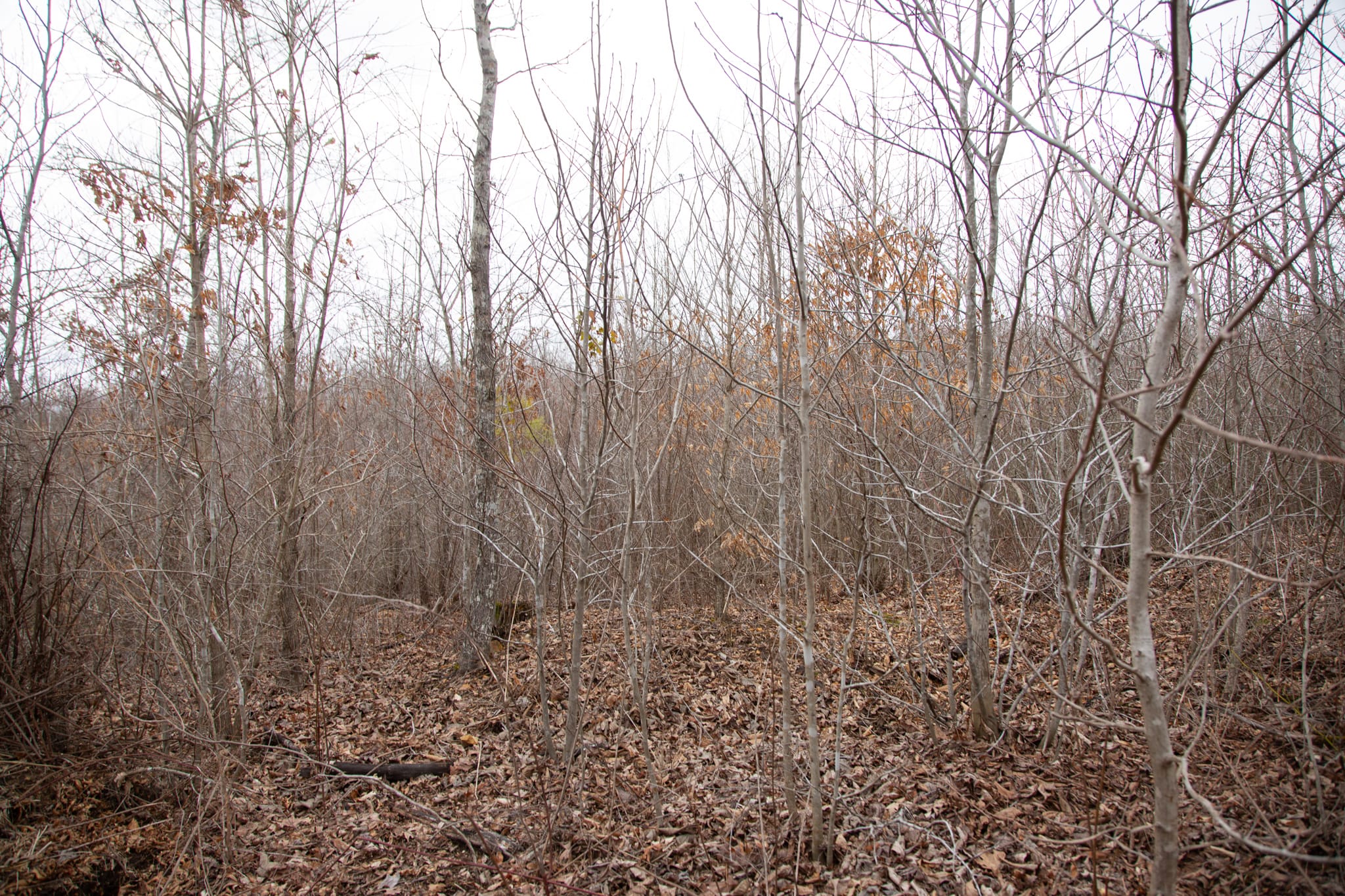 Southwind Ranch Tract 27 photo 5