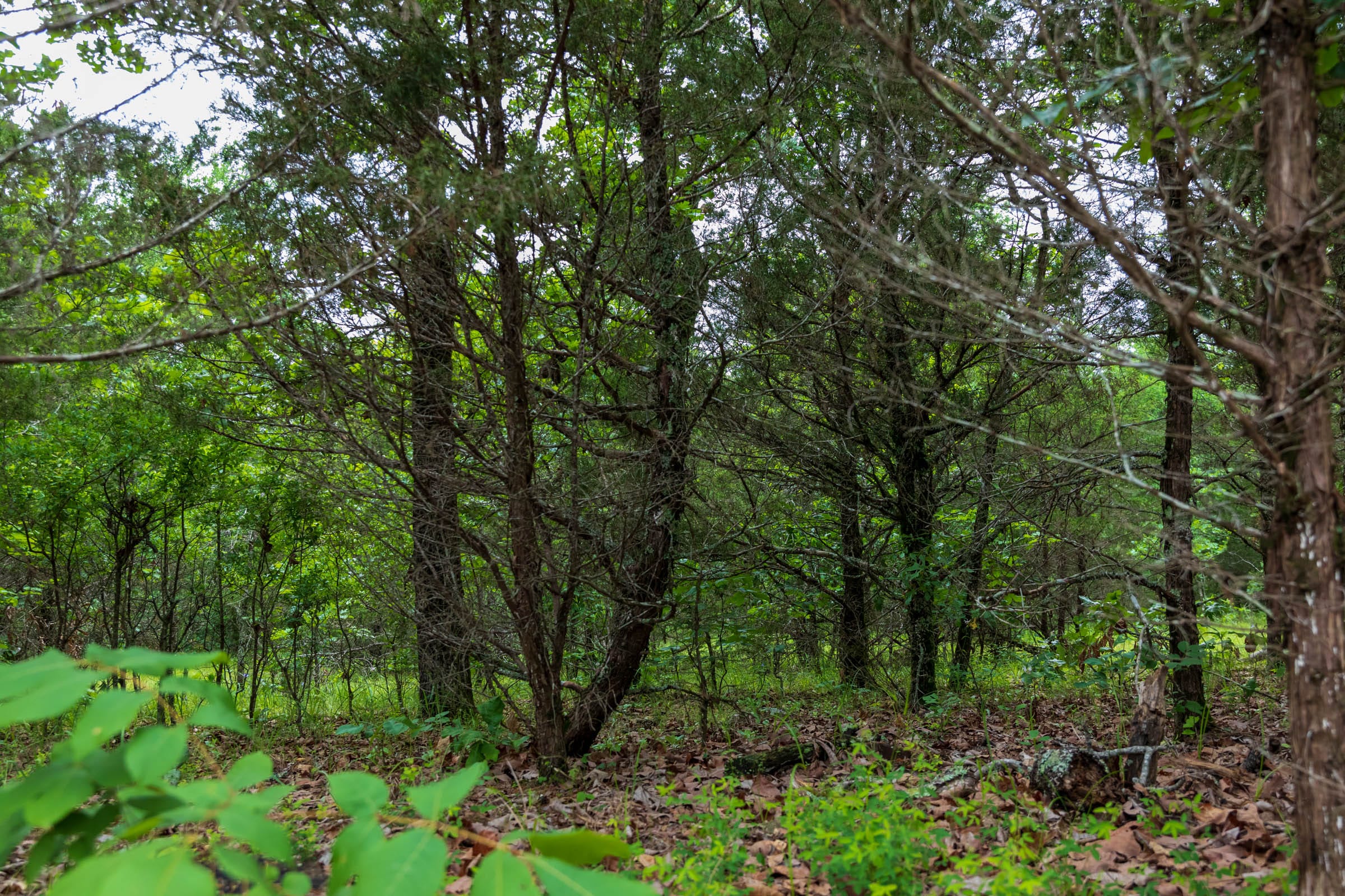 Falcon Crest Tract 13 photo 3