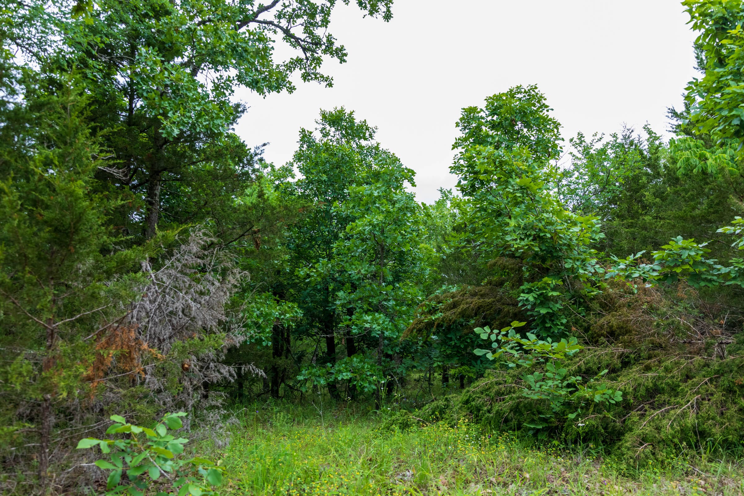 Falcon Crest Tract 13 photo 6