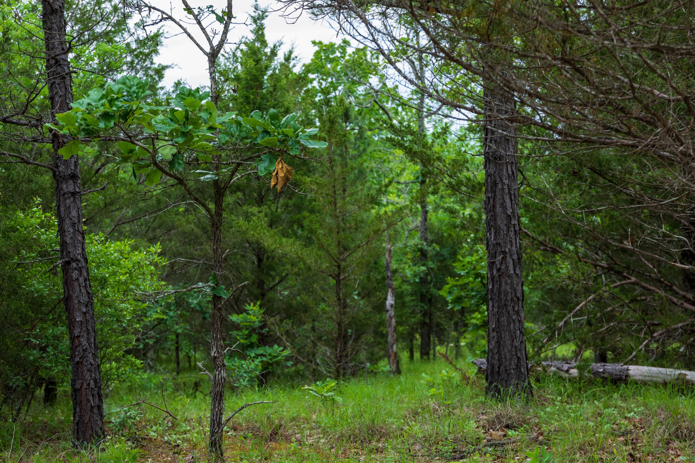 Falcon Crest Tract 13 photo 10