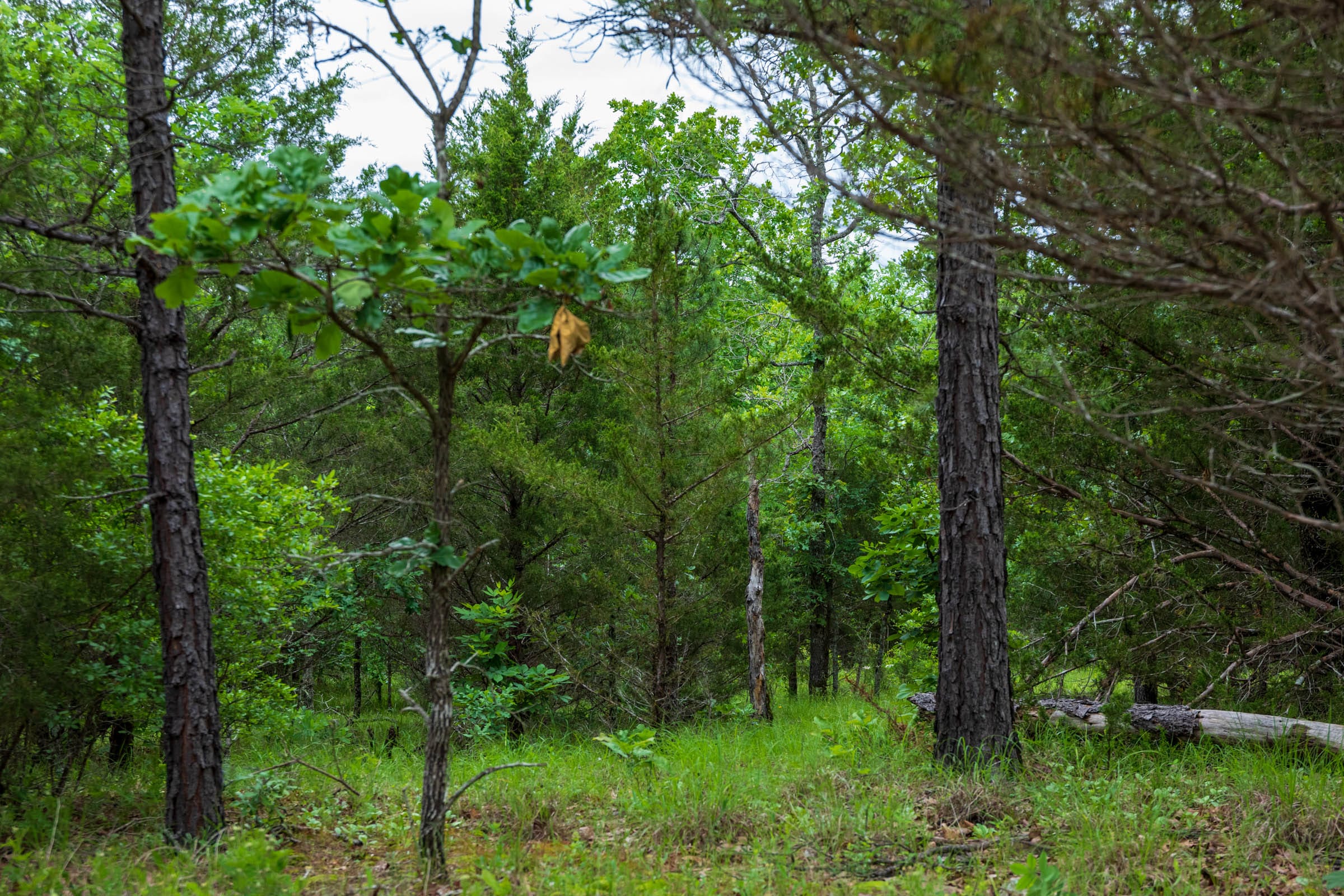 Falcon Crest Tract 13 photo 12